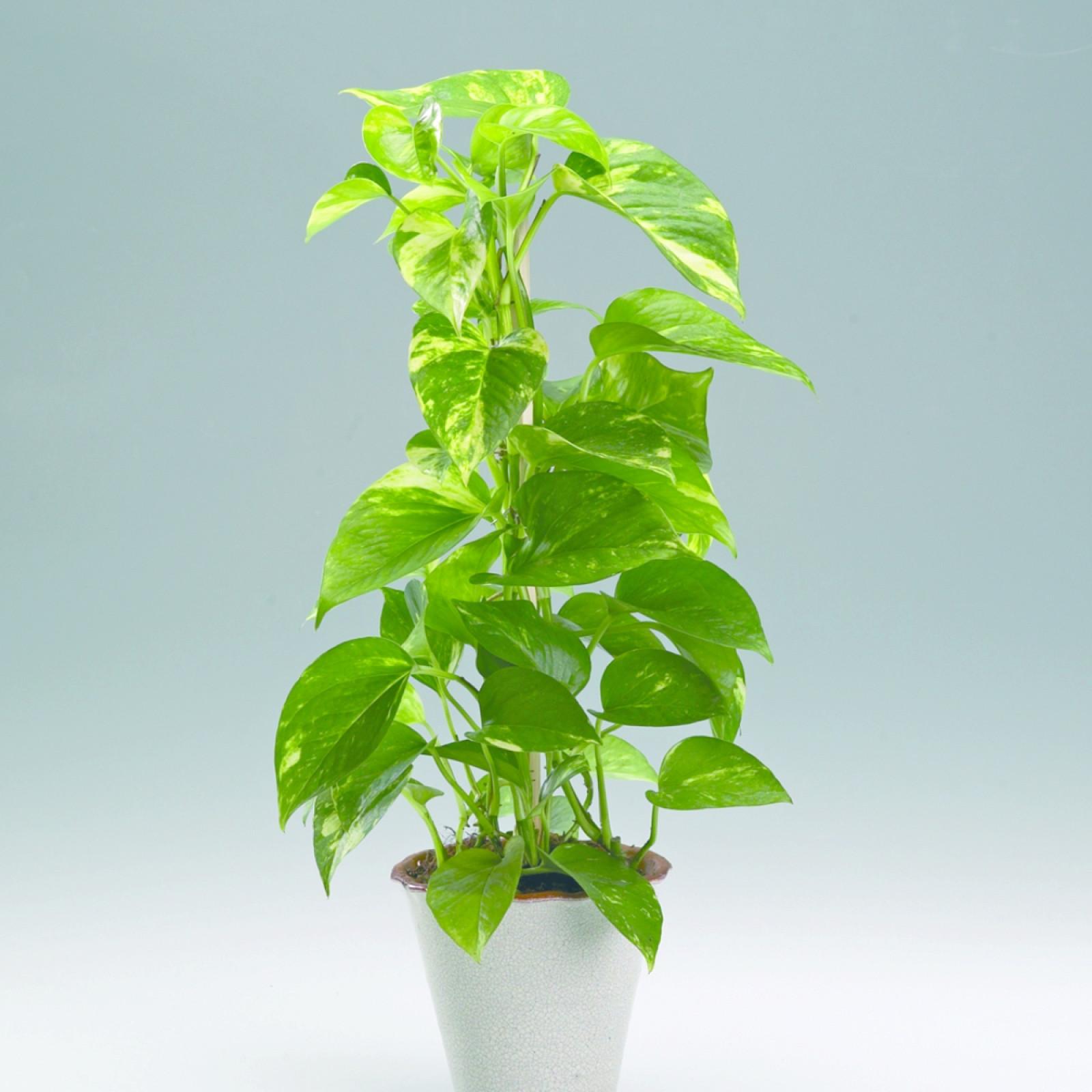 Money Plant